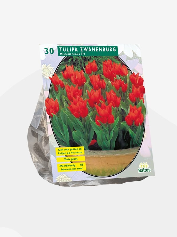Tulipe PRAESTANS ZWANENBURG - 30 pcs