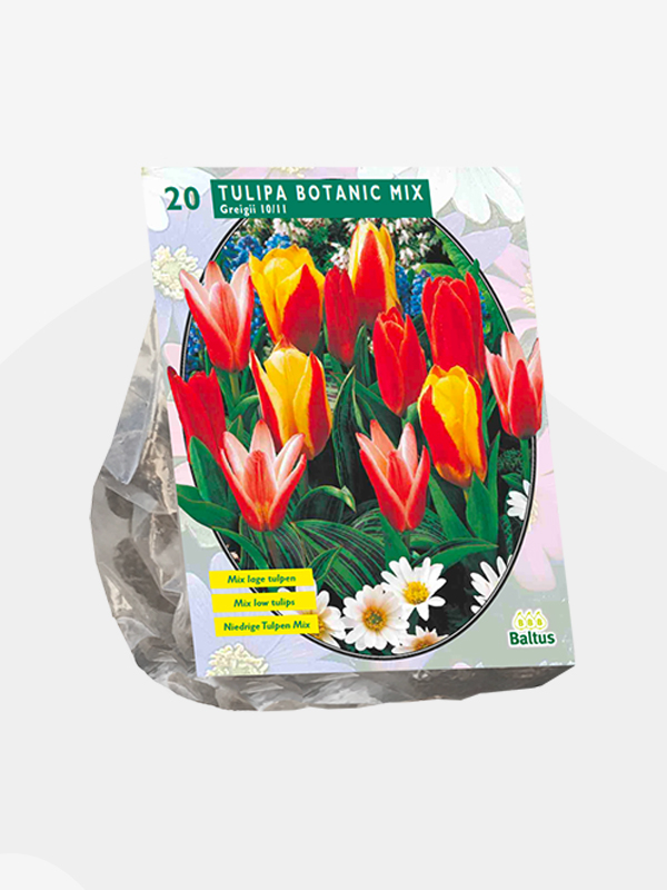 Tulipa GREIGII MIX - 20 pcs