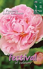 Pivoine SARAH BERNHARDT - 1 pc