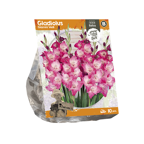 Gladiool Priscilla - 10 st