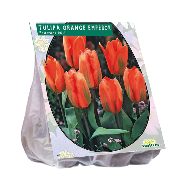 Tulipa ORANGE EMPEROR, Fosteriana - 20 st