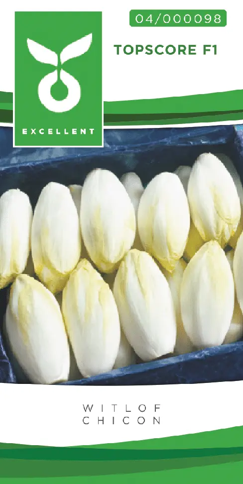 Witloof TOPSCORE F1 - ca 250 z