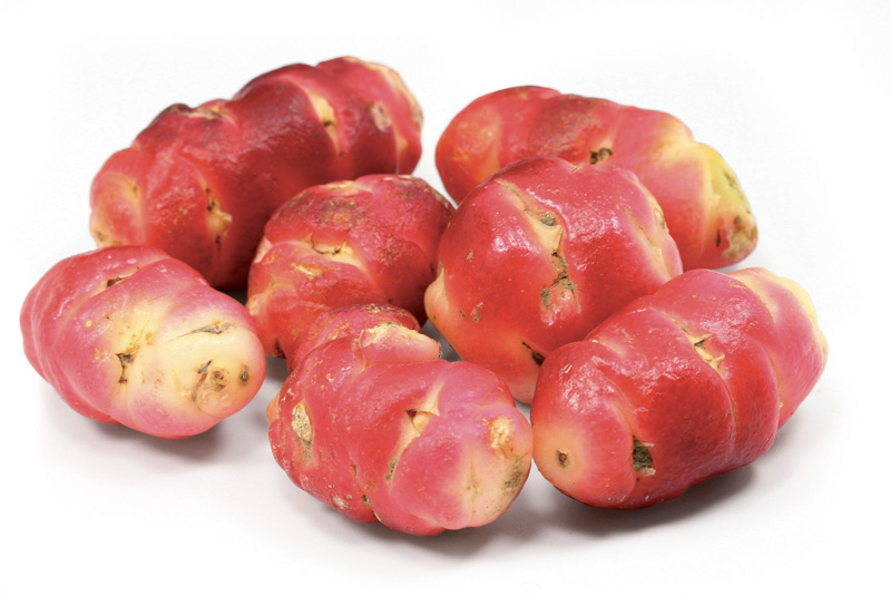 Oca OXALIS CRENATA - 10 knollen