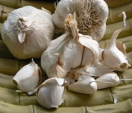 Knoflook MESSIDROME XL - per stuk