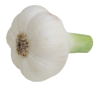 Knoflook Messidrome XL - per stuk