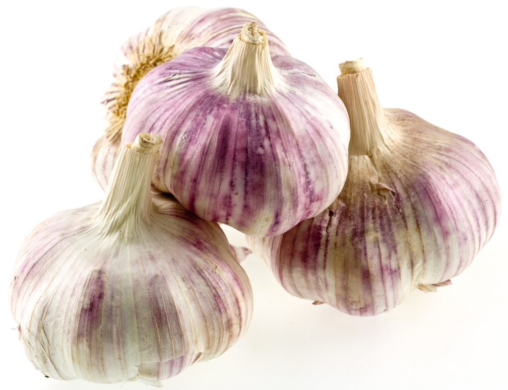 Knoflook GERMIDOUR XL - per stuk