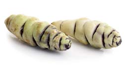 Tubereuse KNOLCAPUCIEN - 3 st.