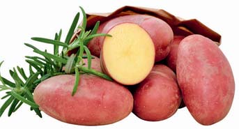 Plants de pomme de terre VALERY Classe A 28/32 - par kg