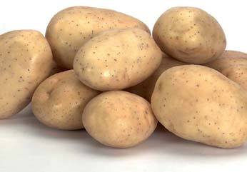 Aardappelpootgoed MELODY klasse A 28/35 - per kg