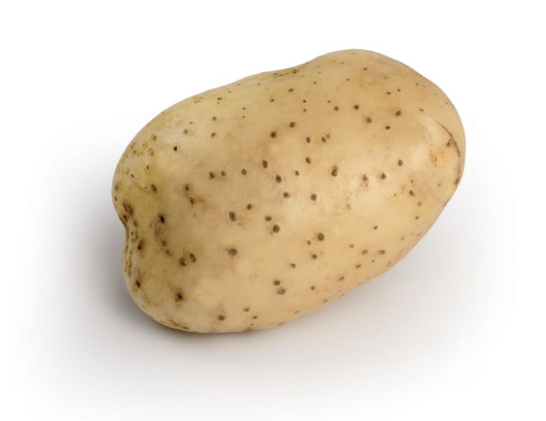 Aardappelpootgoed MELODY klasse A 28/35 - per kg