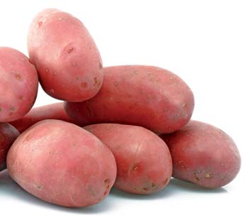 Plants de pomme de terre DALIDA Classe A 28/35 - par kg