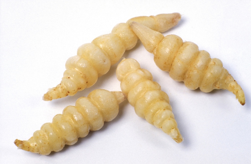 CROSNE of JAPANSE ANDOORNKNOL - ca. 50 g