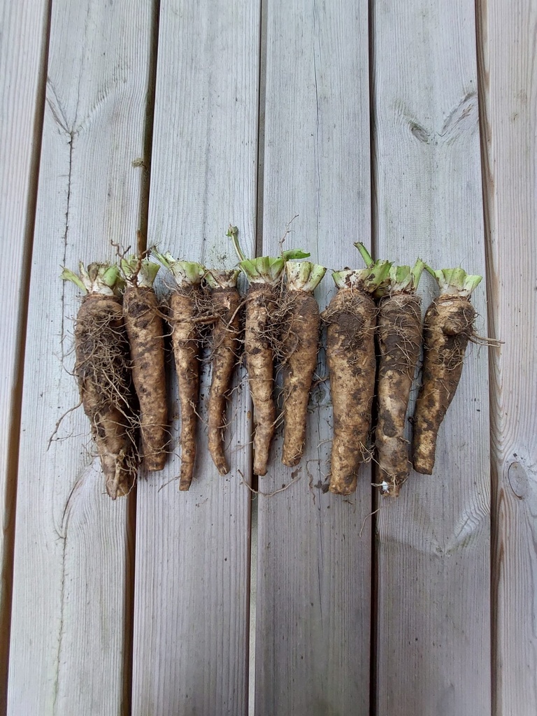 Witloofwortels - ca 10 kg (ca 60-70 stuks)