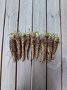 Witloofwortels - ca 10 kg (ca 60-70 stuks)