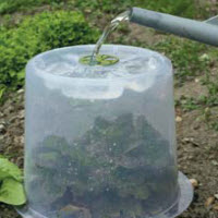 Cloche de jardin MODUL'O 35 translucide - 1 pc