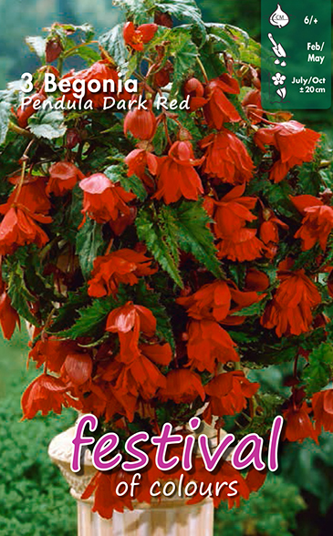 Begonia pendula DONKERROOD - 3 st