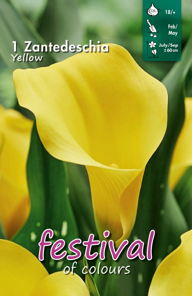 Calla ou zantedeschia JAUNE  - 1 pc