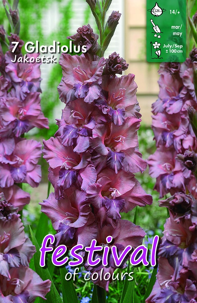 Gladiool JAKOETSK - 7 st