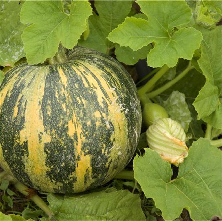 Bio courge LADY GODIVA AB - ca 15 s