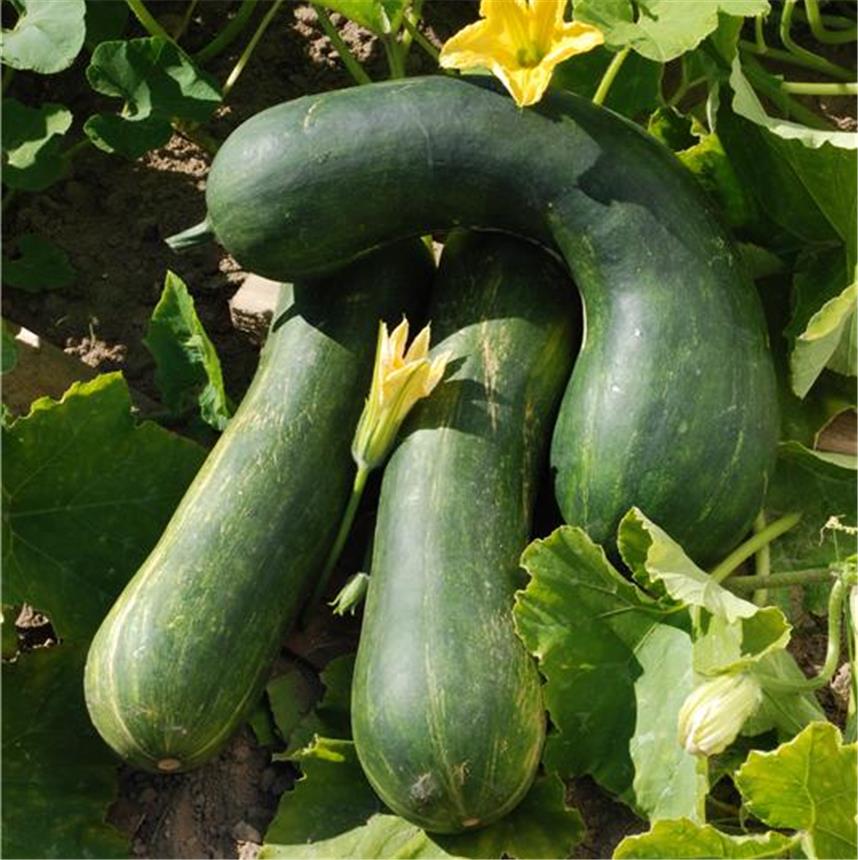 Bio potiron LONGUE DE NICE - ca 15 s