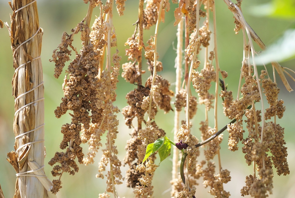 QUINOA AB - ca 300 z