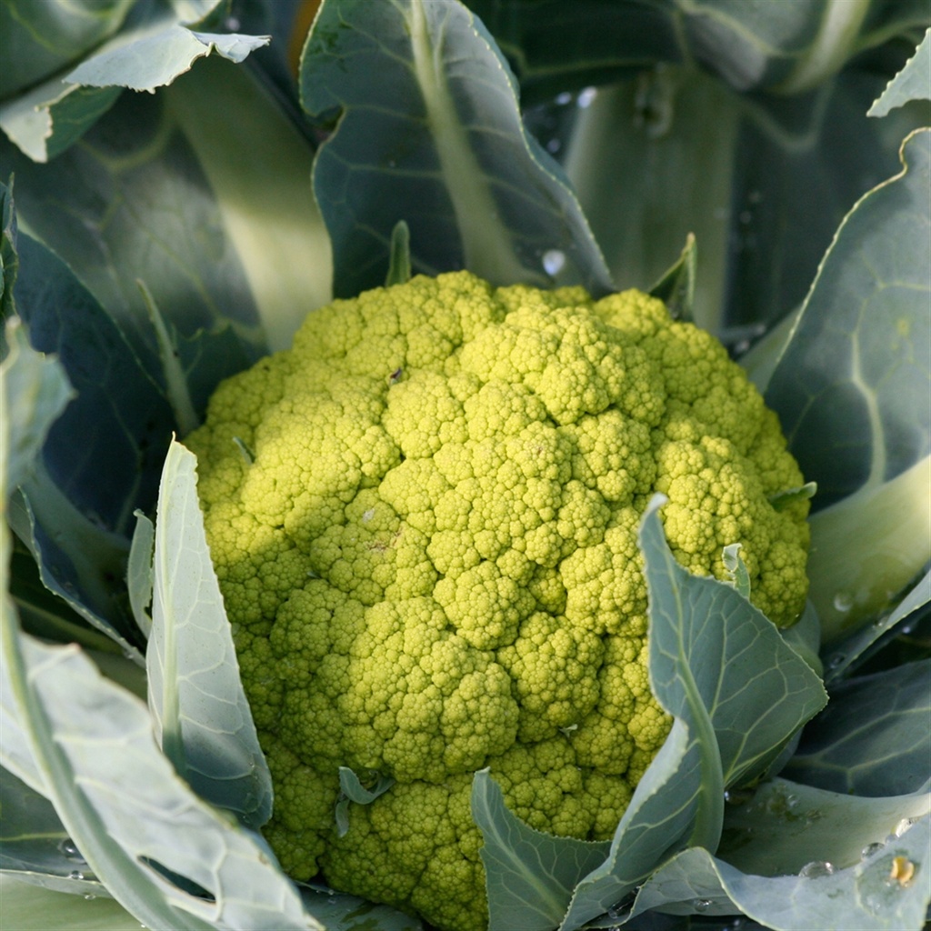 Chou-fleur coloré bio VERDE DI MACERATA - ca 80 s