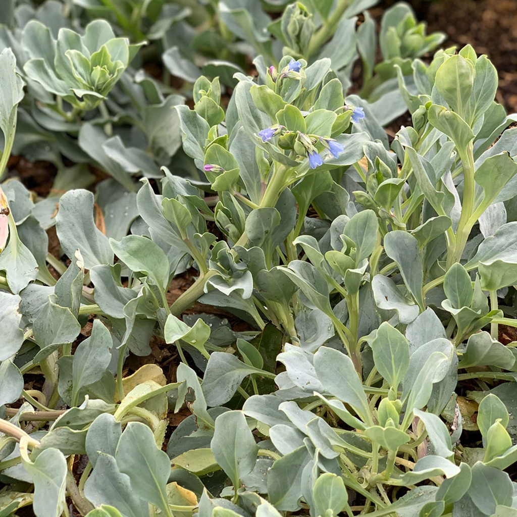 Bio plante huître MERTENSIA MARITIMA - ca 50 s