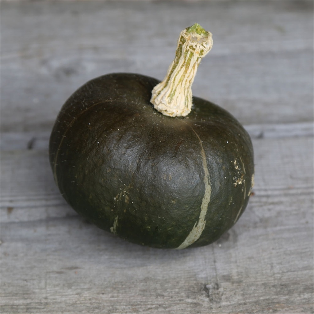 Potimarron bio BUTTERCUP - ca 15 s