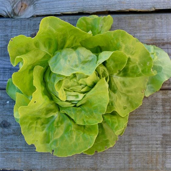 Bio kropsla EXPRESS - ca 500 z