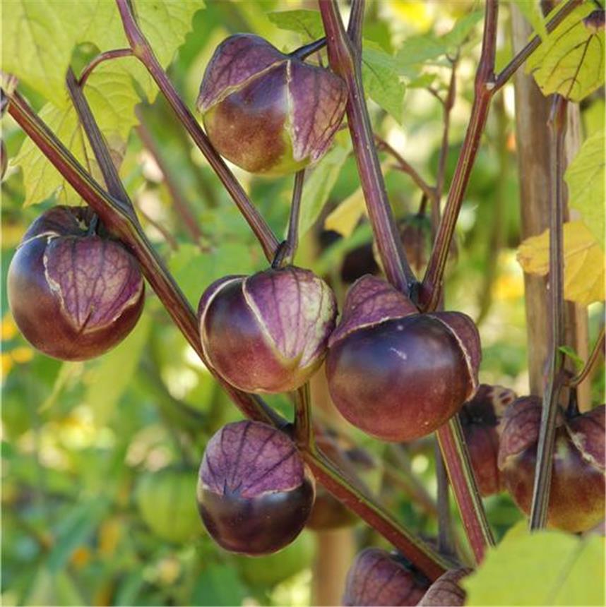 Bio paarse TOMATILLO - ca 50 z