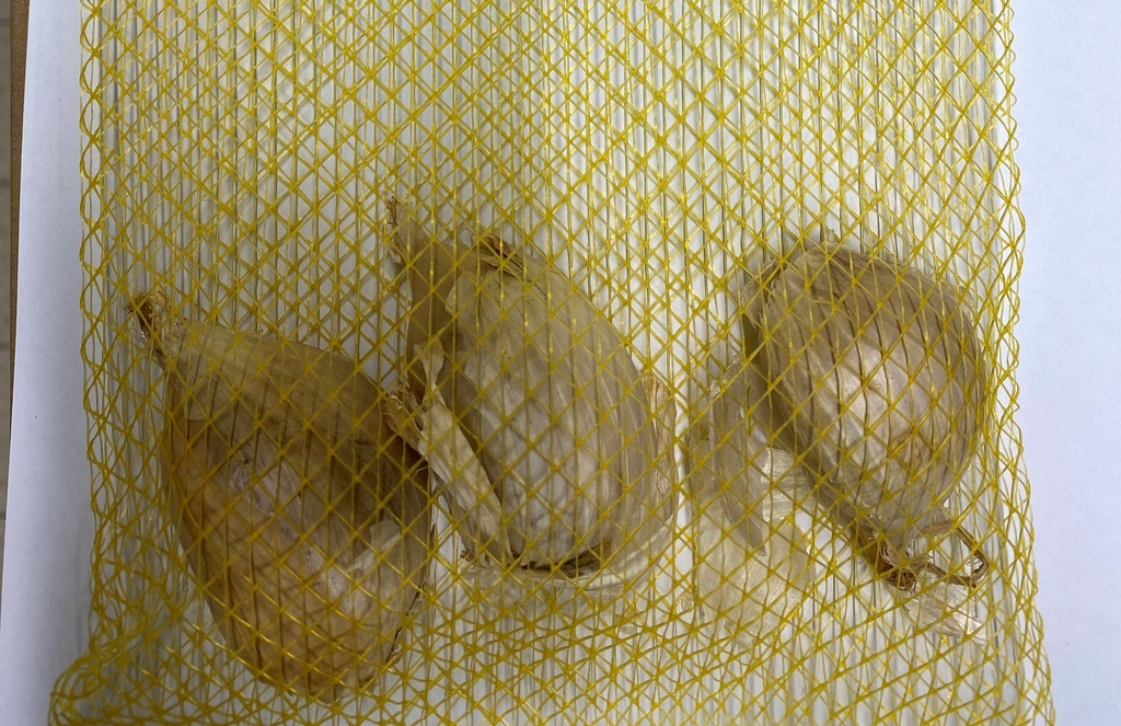 Reuzelook/Olifantenlook (BIO) - 3 st