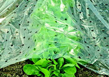 Film perforé - 10 x 1,5 m