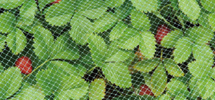 Filet de protection fraisiers - 10 x 1 m