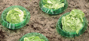 SLAKKENBESCHERMINGSRING,6 st.