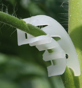 Tomatentrossteun - 100 st
