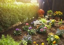 GARDENA Starter Set S pour plantes en ligne
