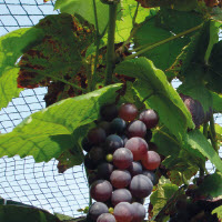 Vogelnetten 25 mm - 10 x 10 m