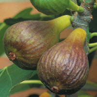 Vijgenboom ficus carica BROWN TURKEY - 1 st
