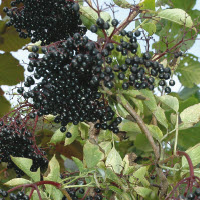 Sureau HOLUNDER HASCHBERG - 1 pc