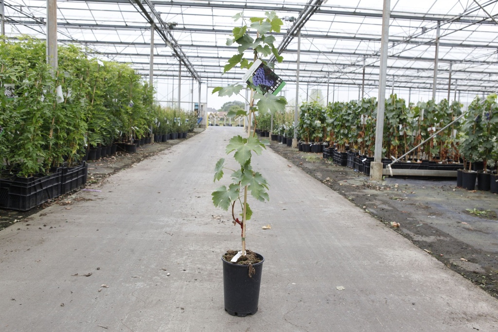 Wijndruiven CABERNET FRANCE - 1 st