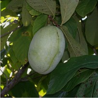 Asimina triloba of pawpaw 'SUSQUEHANNA(R)' - 1 st