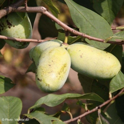 Asimina triloba of pawpaw 'WELLS' - 1 st