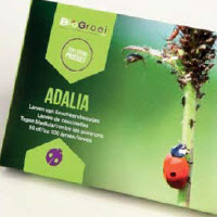 Les ennemis naturels adalia countre les pucerons - 100 pc