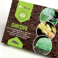 Les ennemis naturels crysope contre les pucerons et les cochenilles - 1000 pc