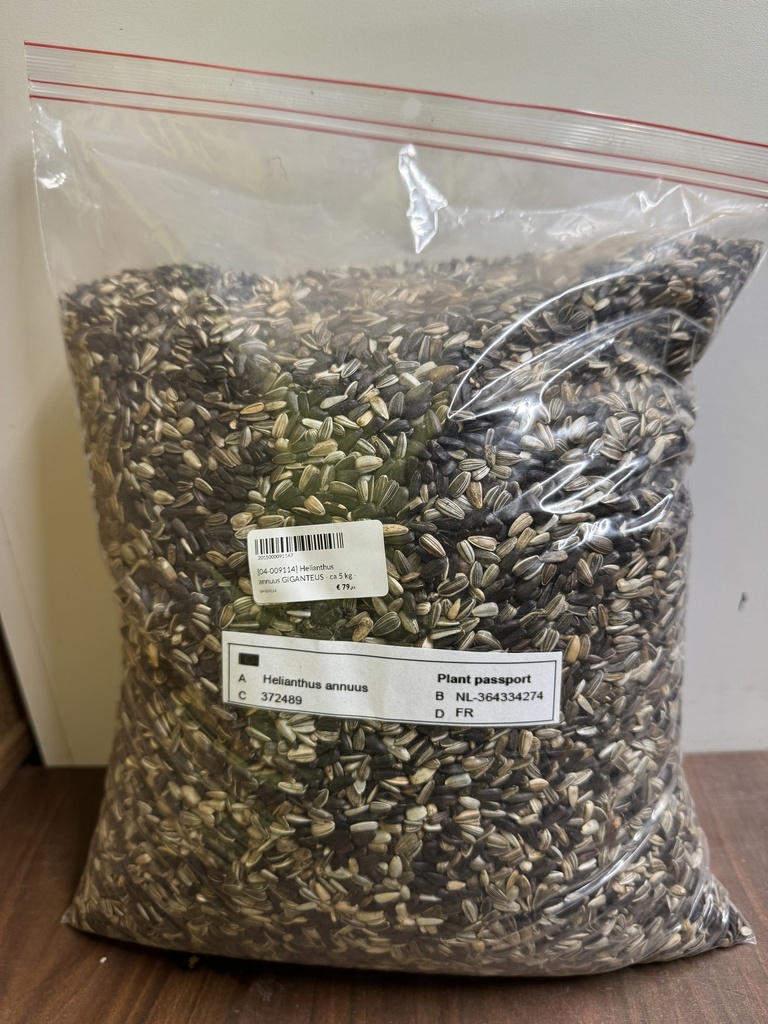 Helianthus annuus GIGANTEUS - ca 5 kg -B-NL- 4000 m²