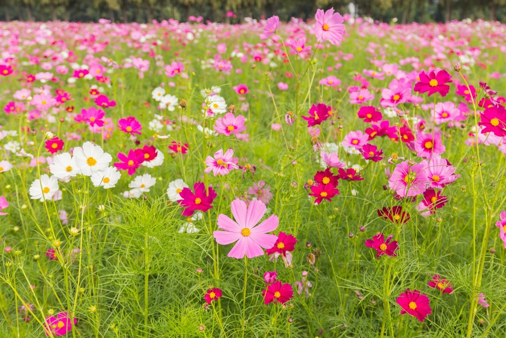 Basse COSMOS SENSATION MIX - ca 5 kg