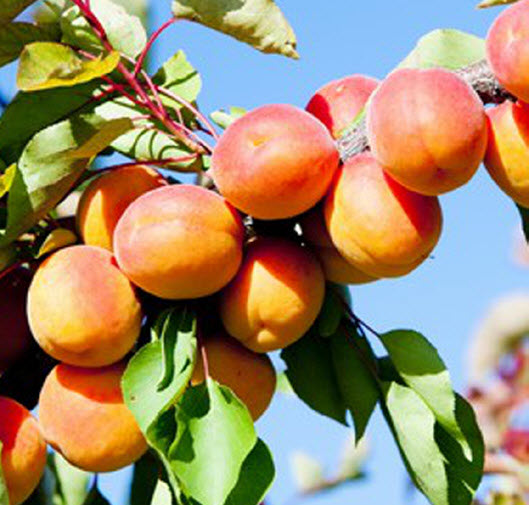 Abrikoos HONGAARSE BESTE - 1 st