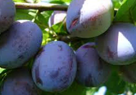 Prunes quetsche ALTESSE DOUBLE DE LIEGE - 1 pc