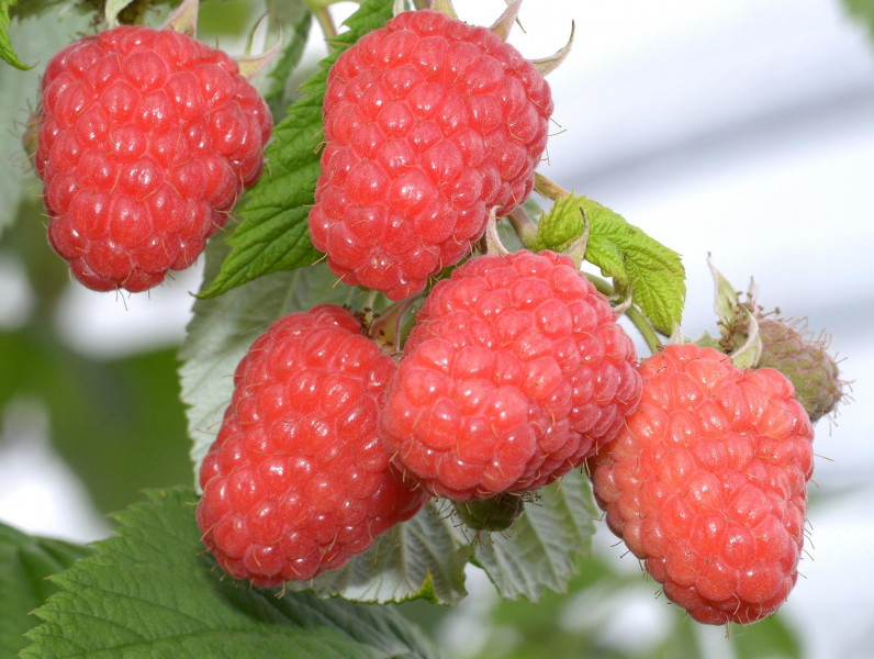 Framboises d'été GLEN DEE - 1 pc