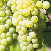 Druiven (pitloos) LAKEMONT - 1 st